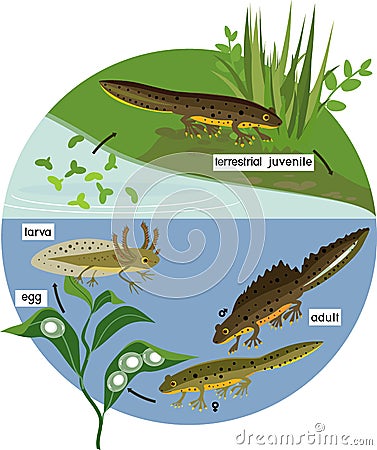 Newt life cycle in pond. Vector Illustration